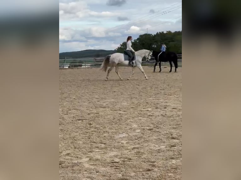 Cruzado Semental 9 años 158 cm Tordo in F&#xFC;rth