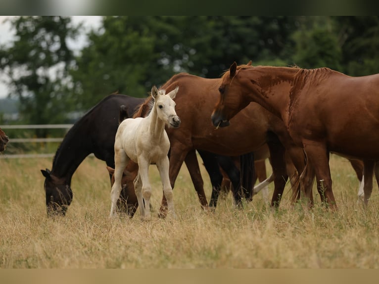 Cruzado Semental Potro (04/2026) 160 cm Buckskin/Bayo in Waldshut-Tiengen