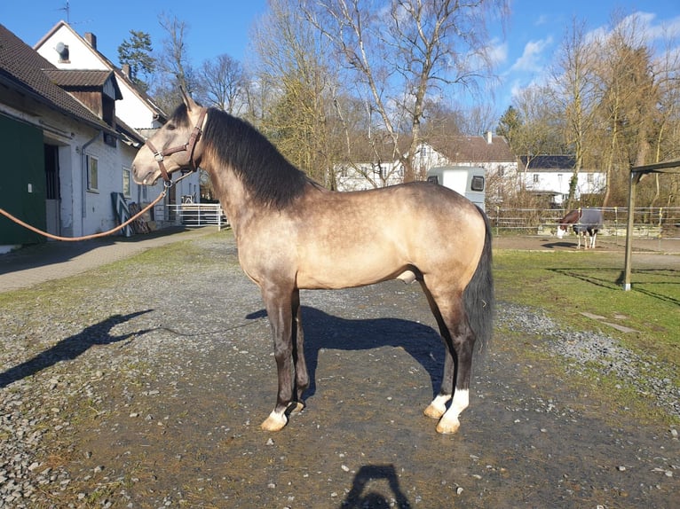 Cruzado Stallion 10 years 15,2 hh Buckskin in Perugia