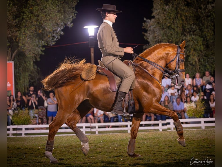 Cruzado Stallion 12 years 15,2 hh Chestnut-Red in Tomar