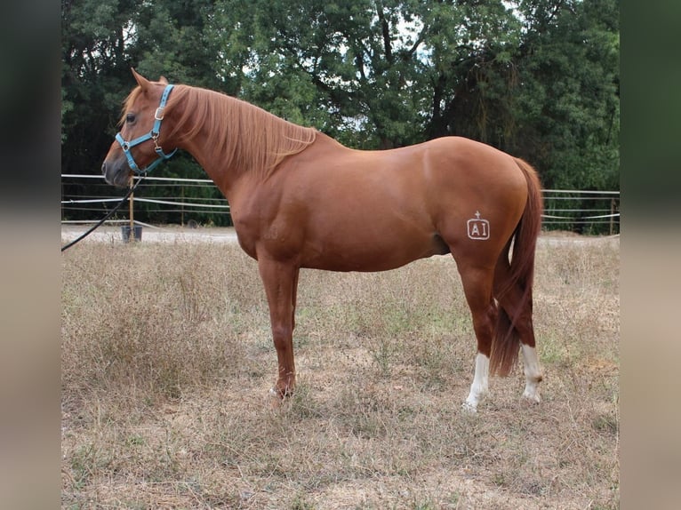 Cruzado Stallion 12 years 15,2 hh Chestnut-Red in Tomar