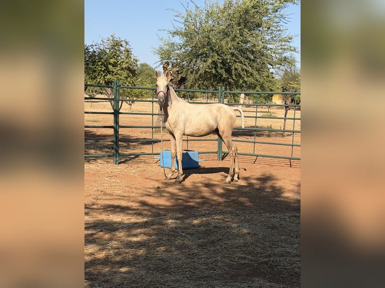 Cruzado Stallion 1 year 14.3 hh Pearl in Mira El Rio Vilched