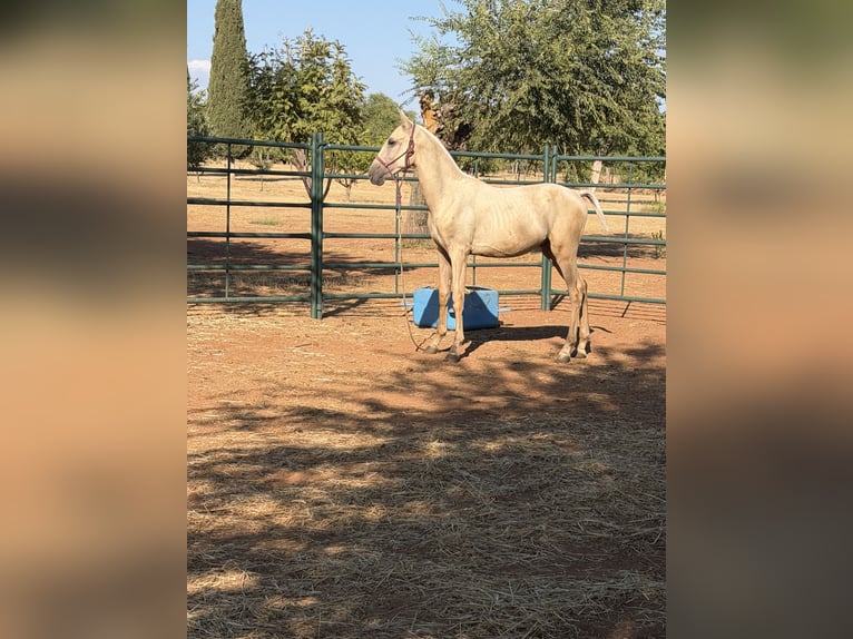 Cruzado Stallion 1 year 14.3 hh Pearl in Mira El Rio Vilched