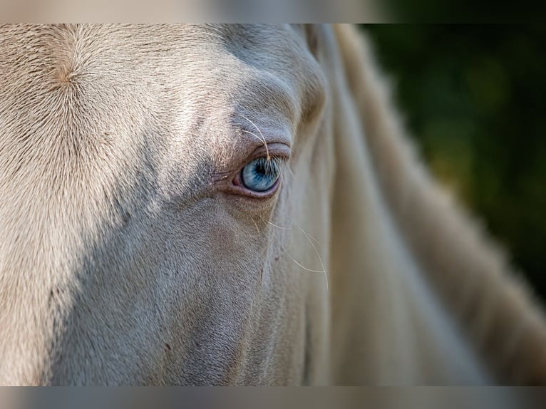 Cruzado Stallion 1 year 16 hh Cremello in Gierałtowice