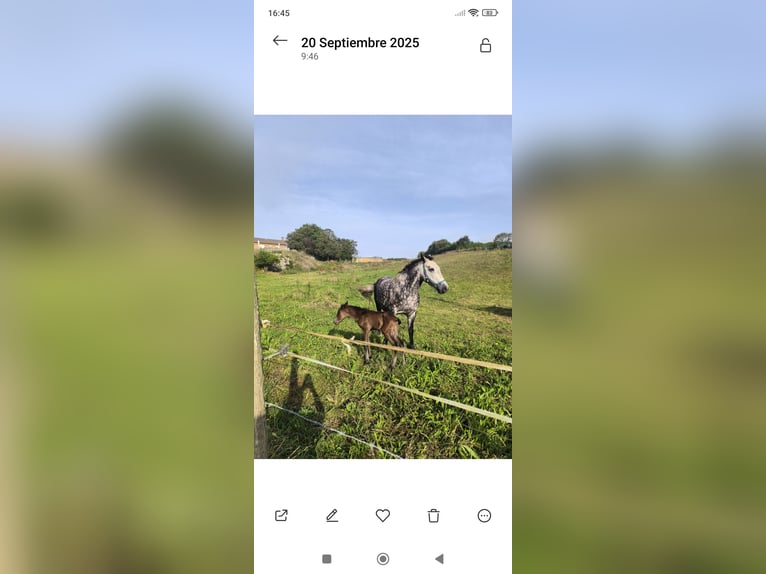 Cruzado Stallion 1 year Bay-Dark in Maño