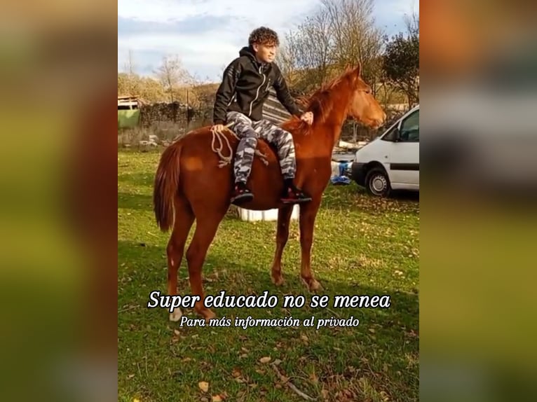 Cruzado Mix Stallion 1 year Chestnut-Red in Burgos