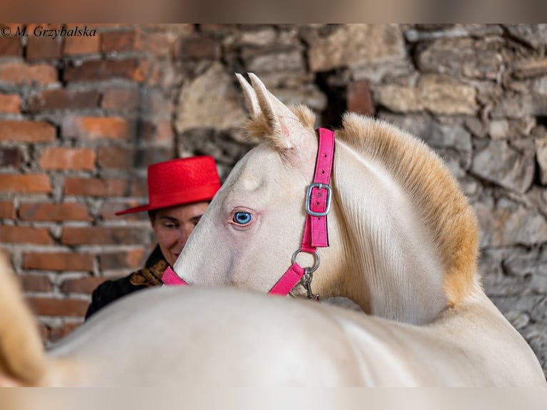 Cruzado Stallion 1 year Cremello in Gierałtowice