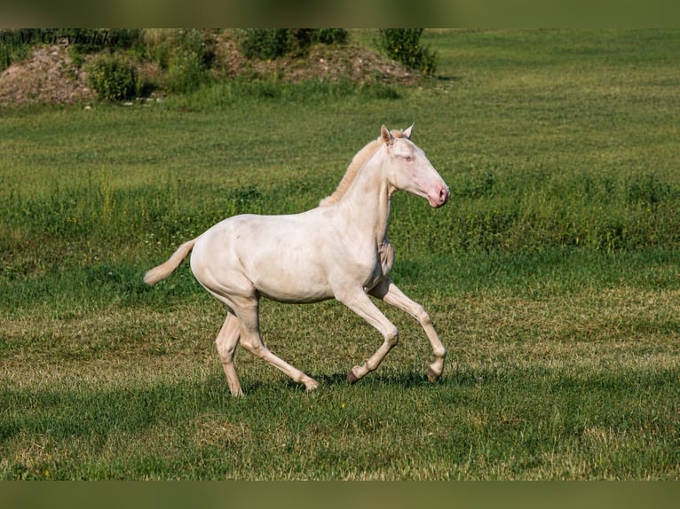 Cruzado Stallion 1 year Cremello in Gierałtowice