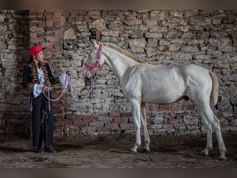 Cruzado Stallion 1 year Cremello in Gierałtowice