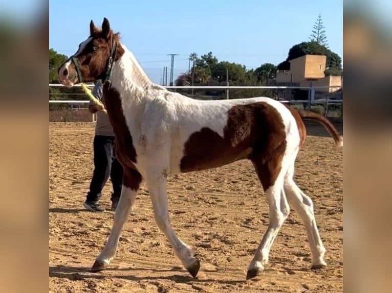 Cruzado Stallion 2 years 14,2 hh Grey in Sabadell Cruzado Stallion 2 years 14,2 hh Grey in Sabadell