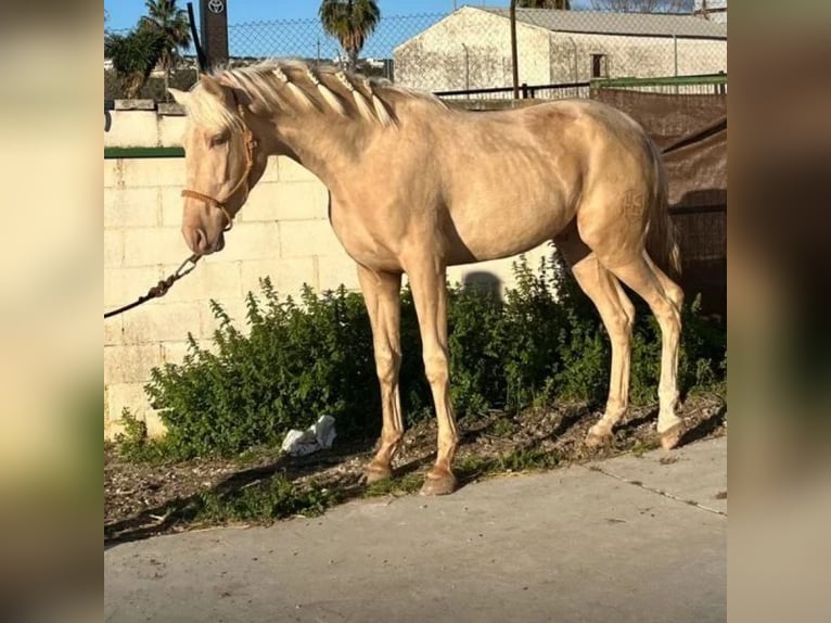 Cruzado Stallion 2 years 15,2 hh in Sabadell Cruzado Stallion 2 years 15,2 hh in Sabadell