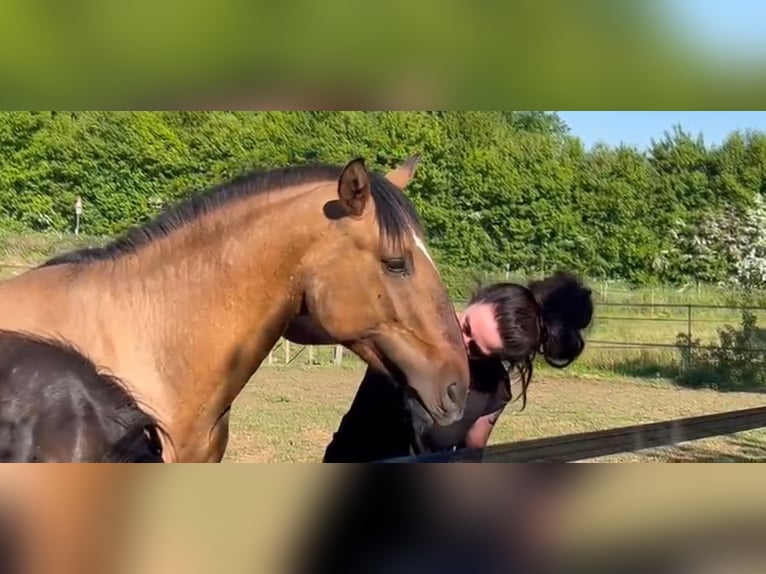 Cruzado Stallion 3 years 15.1 hh  in Postfeld