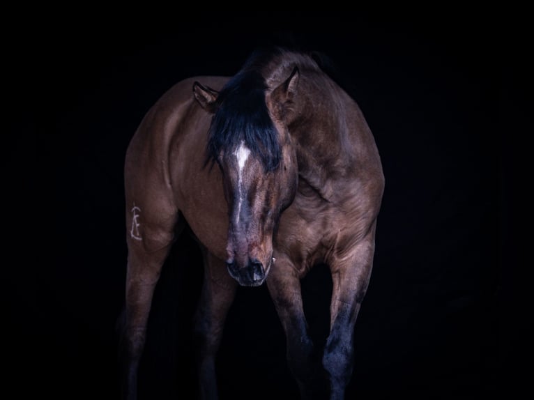 Cruzado Stallion 3 years 15.1 hh  in Postfeld