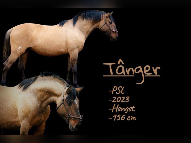 Cruzado Stallion 3 years 15.1 hh  in Postfeld