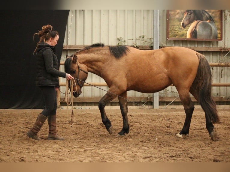 Cruzado Stallion 3 years 15.1 hh  in Postfeld