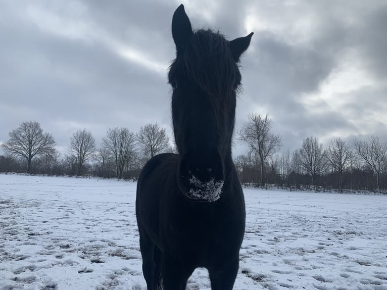 Cruzado Stallion 3 years 15.1 hh Black in Janneby