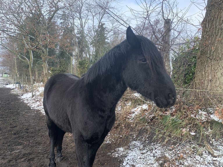 Cruzado Stallion 3 years 15.1 hh Black in Janneby
