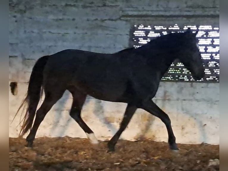 Cruzado Stallion 3 years 15.1 hh  in Almonte
