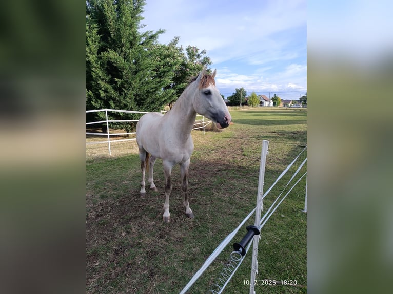 Cruzado Stallion 3 years 15 hh Pearl in Bratislava