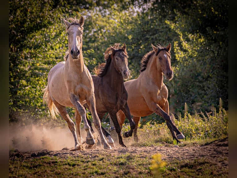 Cruzado Stallion 3 years 15,1 hh  in Postfeld