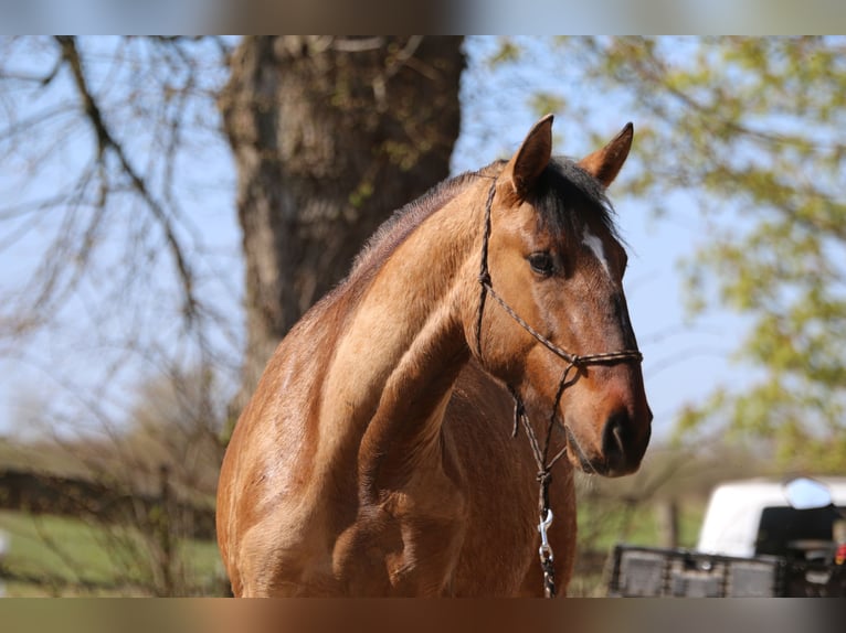 Cruzado Stallion 3 years 15,1 hh  in Postfeld