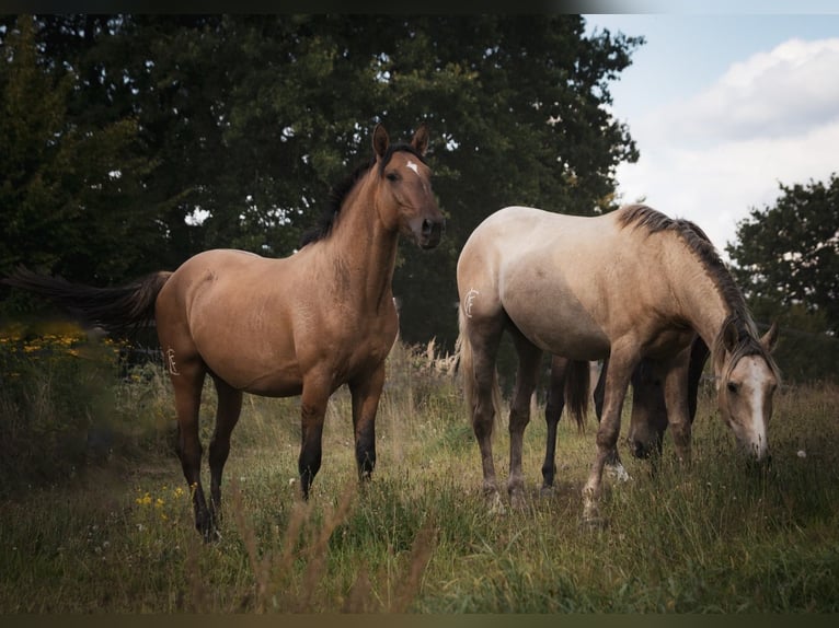 Cruzado Stallion 3 years 15,1 hh  in Postfeld