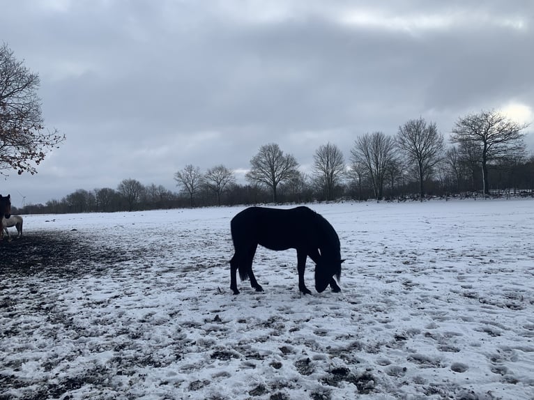 Cruzado Stallion 3 years 15,1 hh Black in Janneby