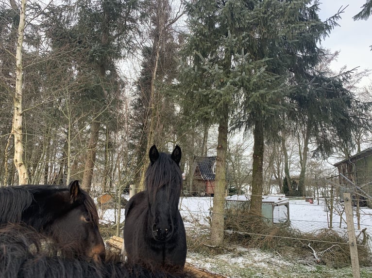 Cruzado Stallion 3 years 15,1 hh Black in Janneby