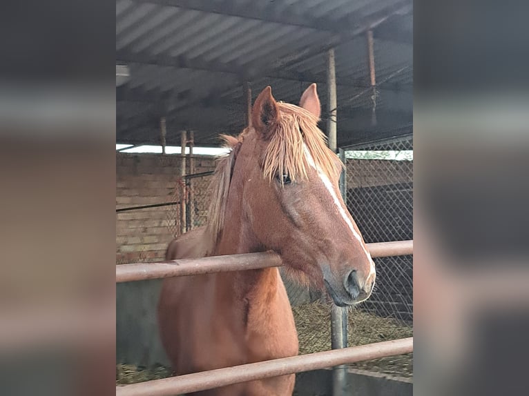 Cruzado Stallion 3 years 15,1 hh  in Almonte