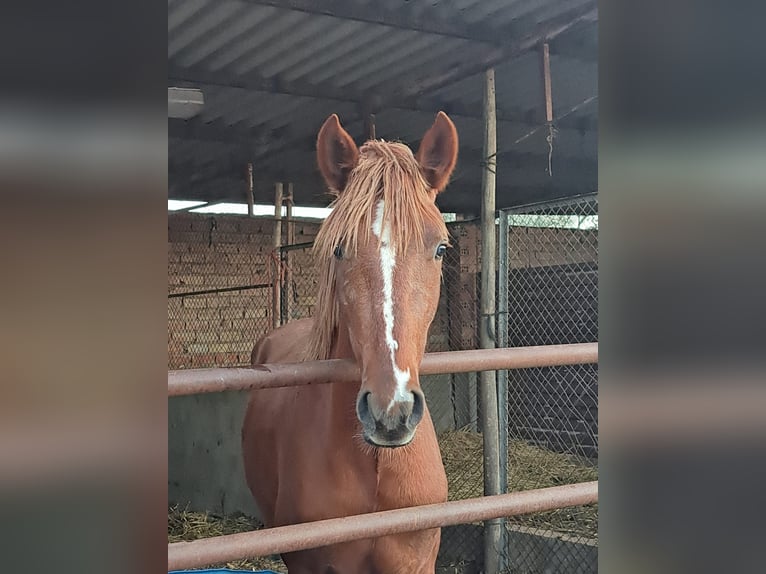 Cruzado Stallion 3 years 15,1 hh  in Almonte