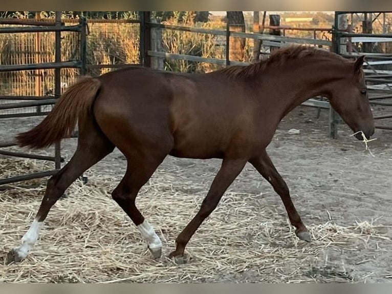 Cruzado Stallion 3 years 15,1 hh  in Almonte