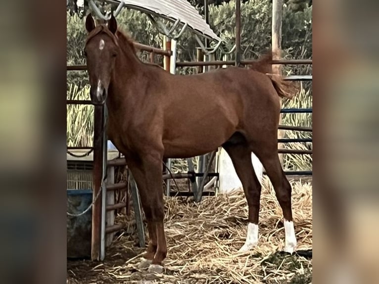 Cruzado Stallion 3 years 15,1 hh  in Almonte