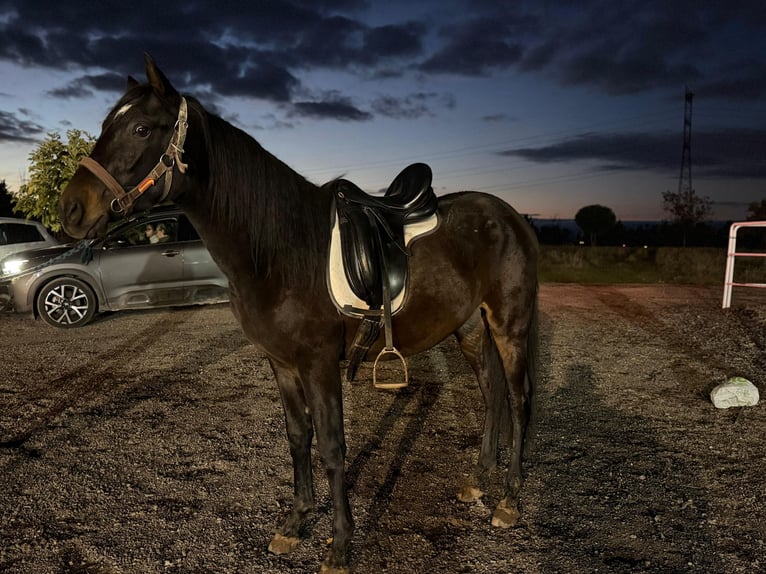 Cruzado Mix Stallion 3 years 15,2 hh Bay-Dark in Mostoles