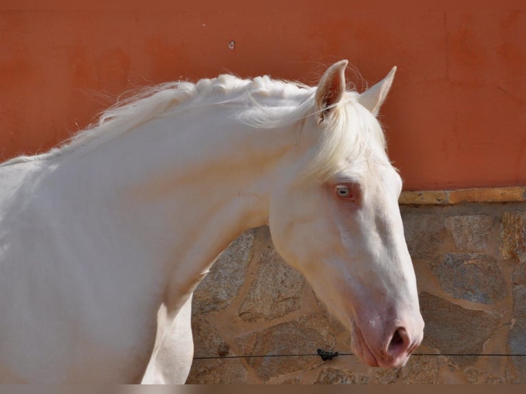 Cruzado Mix Stallion 3 years 16.1 hh Cremello in Vejer de la Frontera