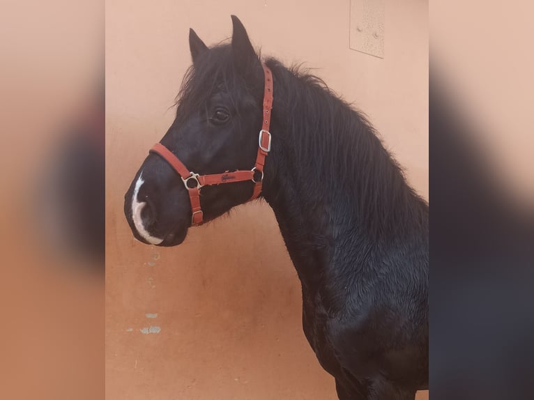 Cruzado Stallion 4 years 15.1 hh Black in Pedralba