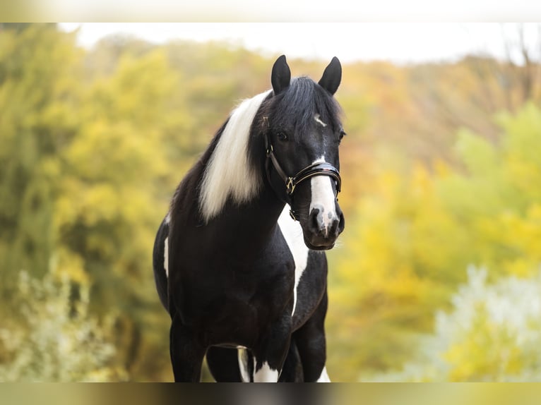 Cruzado Stallion 4 years 15 hh Pinto in Windhagen