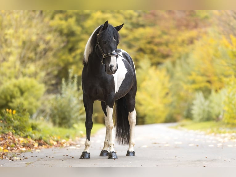 Cruzado Stallion 4 years 15 hh Pinto in Windhagen