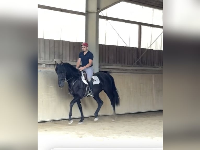Cruzado Stallion 4 years 16 hh Black in Achstetten