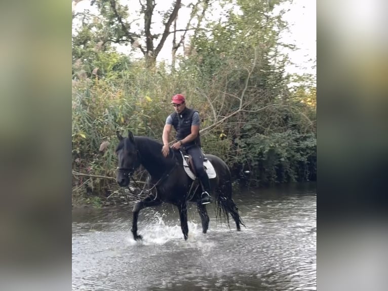 Cruzado Stallion 4 years 16 hh Black in Achstetten