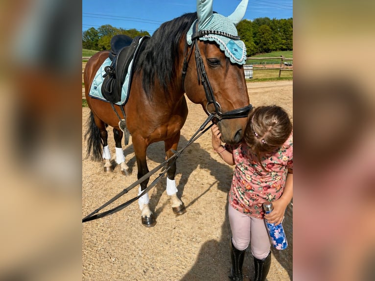 Cruzado Mix Stallion 8 years 14.3 hh Smoky-Black in Bexbach