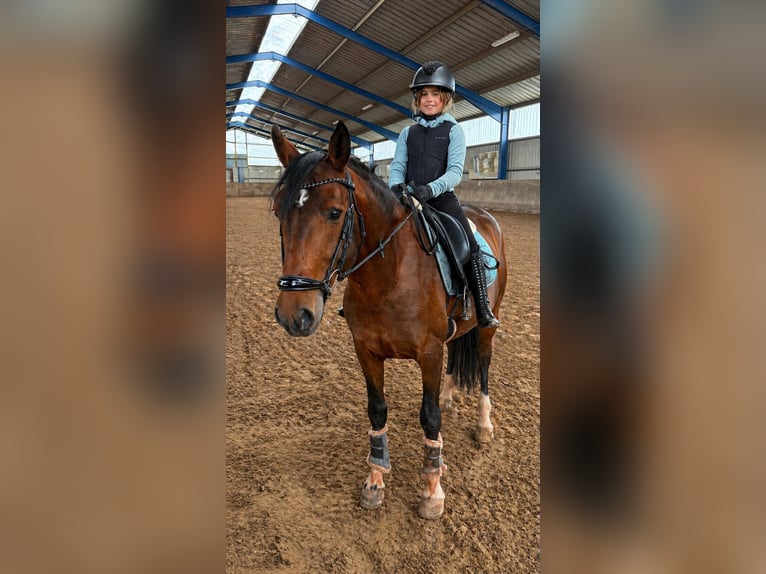 Cruzado Mix Stallion 8 years 14,3 hh Smoky-Black in Bexbach