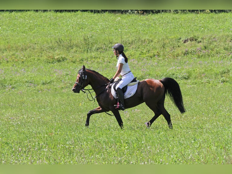 Cruzado Stallion Brown in Neumarkt-Sankt Veit