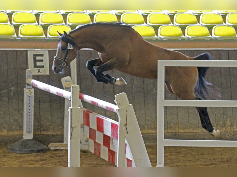 Cruzado Stallion Brown in Neumarkt-Sankt Veit