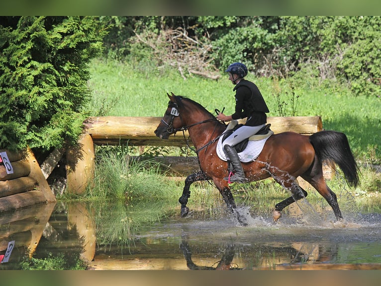 Cruzado Stallion Brown in Neumarkt-Sankt Veit