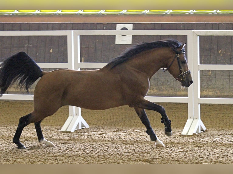 Cruzado Stallion Brown in Neumarkt-Sankt Veit