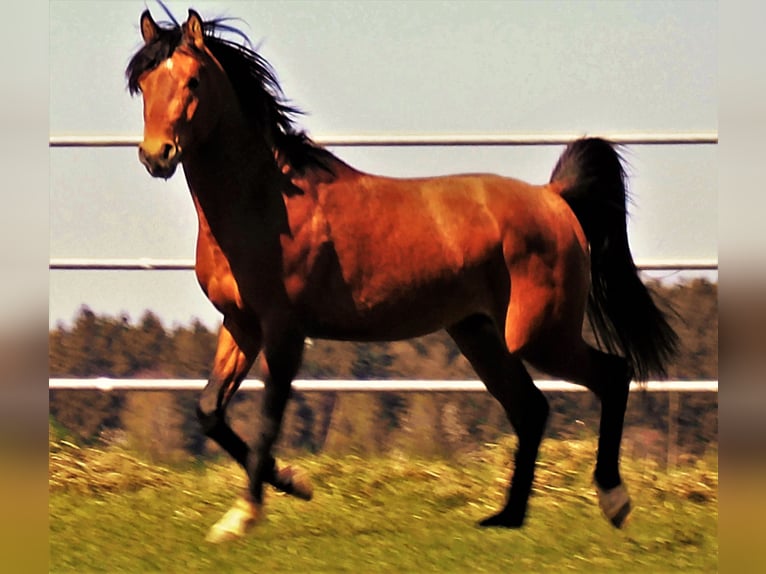 Cruzado Stallion Brown in Neumarkt-Sankt Veit