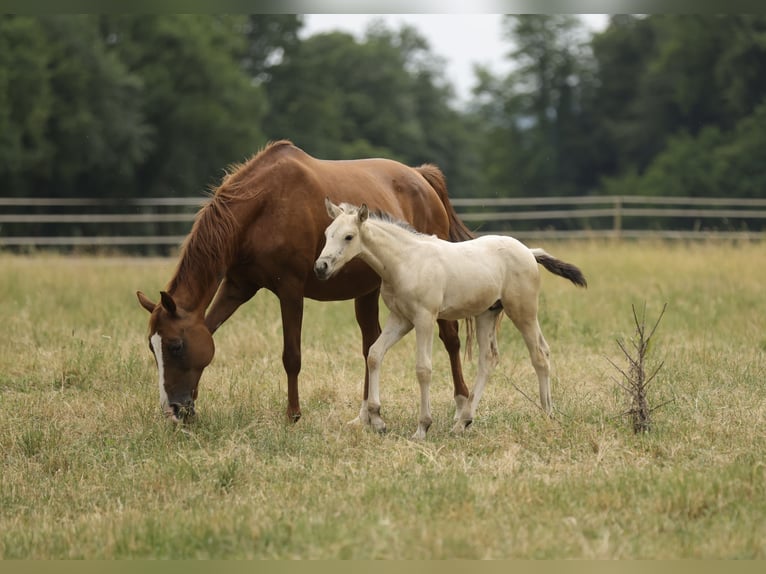 Cruzado Stallion Foal (04/2026) 15.2 hh Buckskin in Waldshut-Tiengen