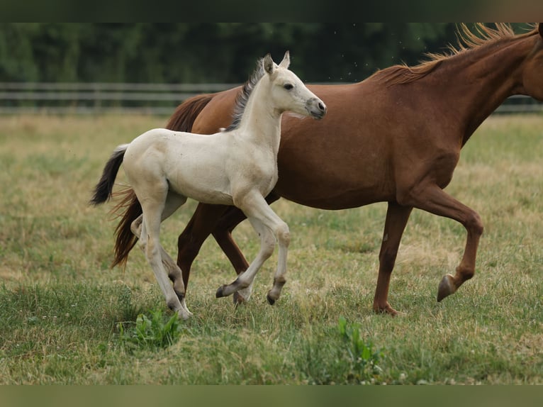 Cruzado Stallion Foal (04/2026) 15.2 hh Buckskin in Waldshut-Tiengen