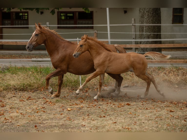 Cruzado Stallion Foal (04/2026) 15.2 hh Chestnut-Red in Ennepetal