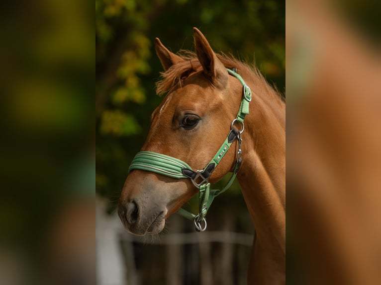 Cruzado Stallion Foal (04/2026) 15.2 hh Chestnut-Red in Ennepetal